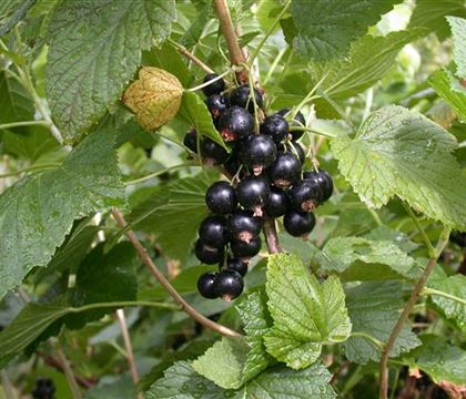 Ribes 'Titania' Ribes 'Titania'
