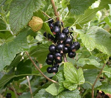 Ribes 'Titania' Ribes 'Titania'