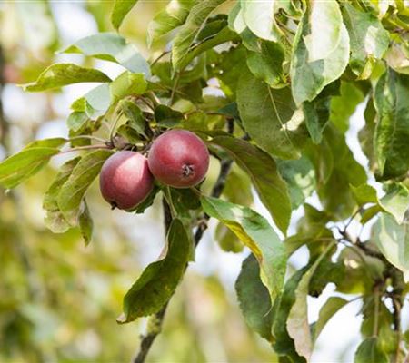 Achtung, fertig, Naschzeit - Die Ernte geht los! Achtung, fertig, Naschzeit - Die Ernte geht los!
