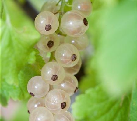 Ribes 'Weisse Versailler' Ribes 'Weisse Versailler'