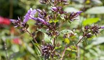 Flammenblume