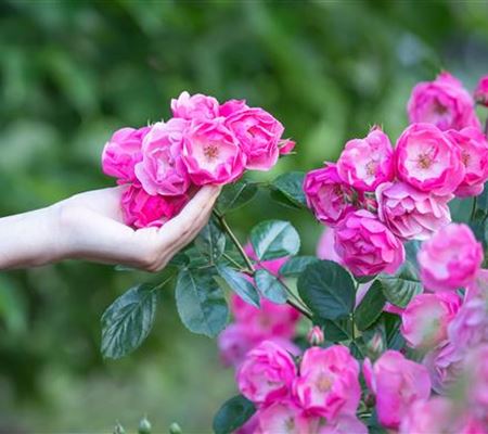 Die Rose – Wellness und Schönheit in einem Die Rose – Wellness und Schönheit in einem