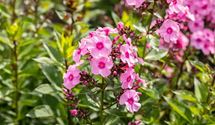 Hoher Staudenphlox