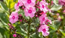 Hoher Staudenphlox