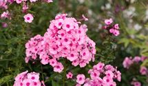 Hoher Staudenphlox