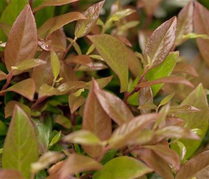 Leucothoe 'Zeblid' Leucothoe 'Zeblid'