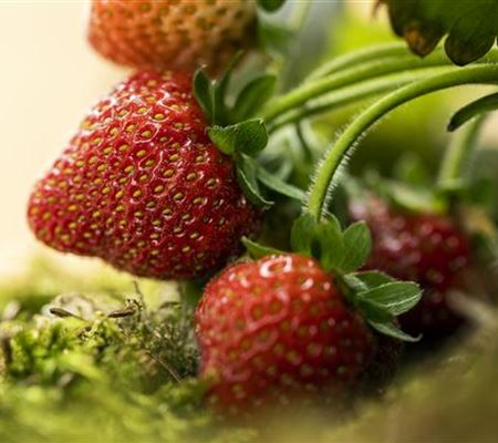 Erdbeeren – rot, rund und richtig lecker!