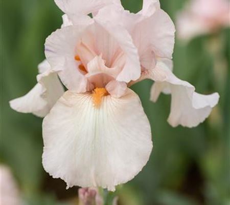 Iris (Germanica-Gruppe) 'Cherished'