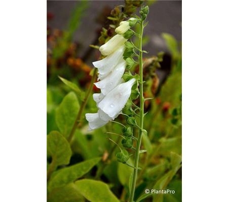 Digitalis purpurea 'Alba' Digitalis purpurea 'Alba'