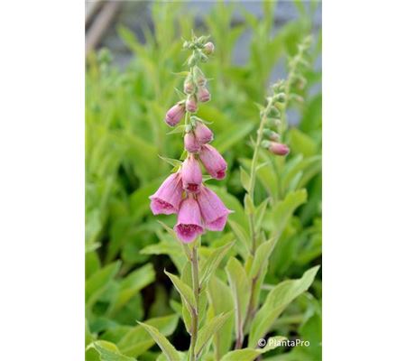 Digitalis x mertonensis Digitalis x mertonensis
