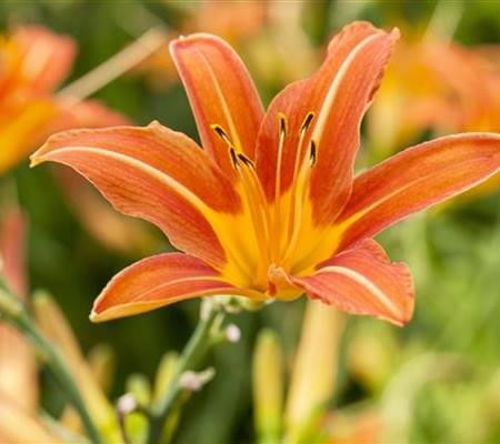 Hemerocallis 'Sammy Russell'