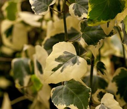 Hedera colchica 'Dentata Variegata' Hedera colchica 'Dentata Variegata'