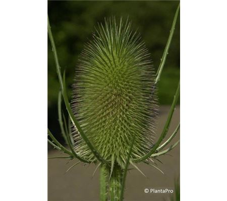 Dipsacus fullonum Dipsacus fullonum