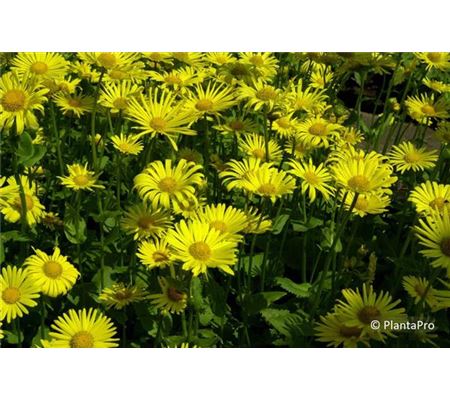 Doronicum orientale 'Magnificum'