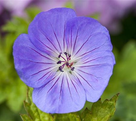 Geranium wallichianum 'Azure Rush'