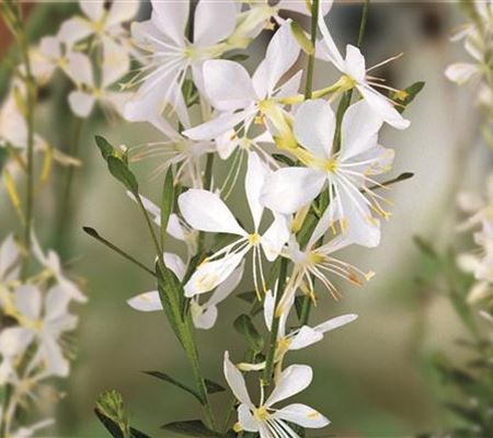 Gaura lindheimeri 'Snowbird'