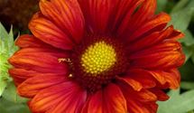 Kokardenblume, Papageienblume