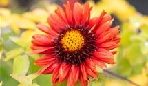 Kokardenblume, Papageienblume