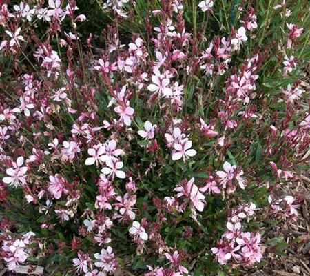 Gaura lindheimeri 'Graceful Light Pink' Gaura lindheimeri 'Graceful Light Pink'
