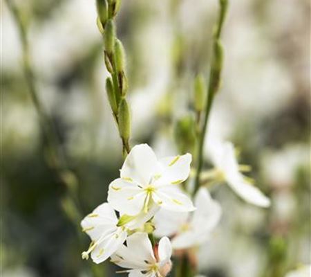 Gaura lindheimeri 'Graceful White' Gaura lindheimeri 'Graceful White'