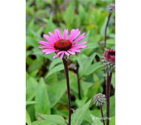 Echinacea purpurea 'Fatal Attraction' Echinacea purpurea 'Fatal Attraction'