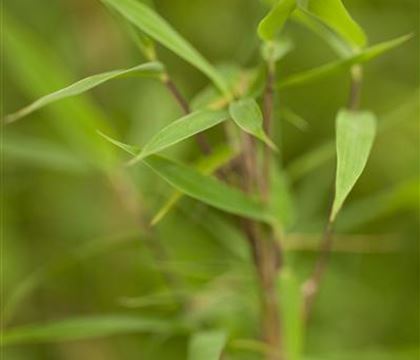 Fargesia murieliae 'Bimbo' Fargesia murieliae 'Bimbo'