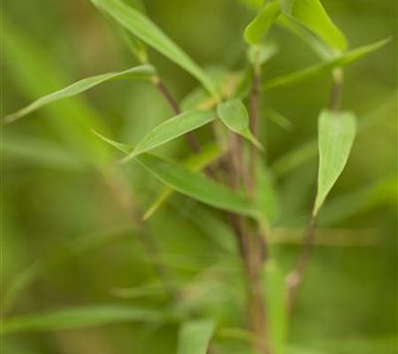 Fargesia murieliae 'Bimbo' Fargesia murieliae 'Bimbo'