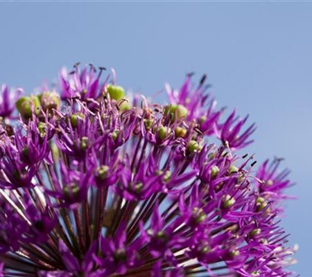 Essbare Blüten machen immer mehr Furore