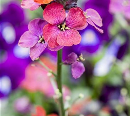 Erysimum 'Bowles Mauve'