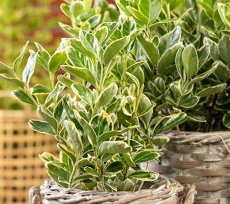 Euonymus fortunei 'Variegatus' Euonymus fortunei 'Variegatus'