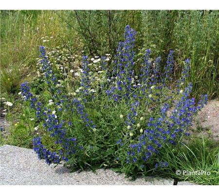 Echium vulgare