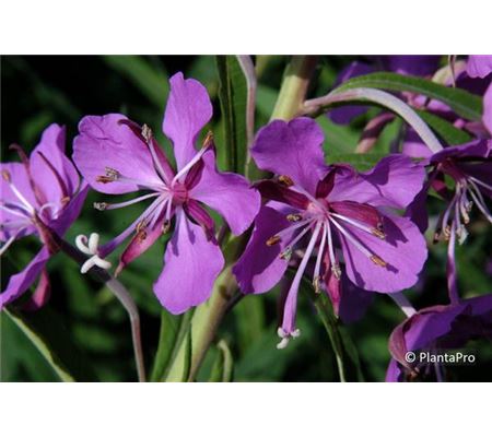 Epilobium angustifolium Epilobium angustifolium