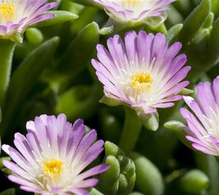 Delosperma Jewel of Desert 'Rosequartz'