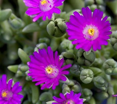 Delosperma x cult. 'Tiffendell KG'