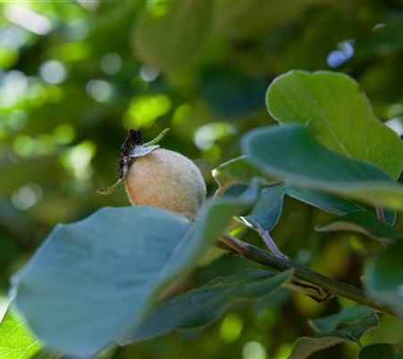 Cydonia 'Champion' Cydonia 'Champion'