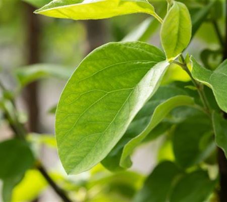 Cydonia 'Vranja' Cydonia 'Vranja'