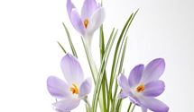 Botanischer Crocus herbstblühend, Safran