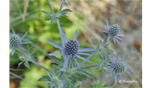 Edeldistel, Mannstreu