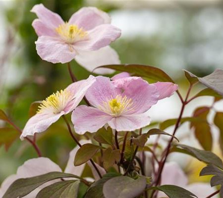 Clematis 'Tetrarose' Clematis 'Tetrarose'