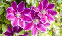 Waldrebe, Clematis