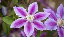 Waldrebe, Clematis