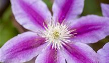 Waldrebe, Clematis