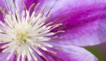 Waldrebe, Clematis