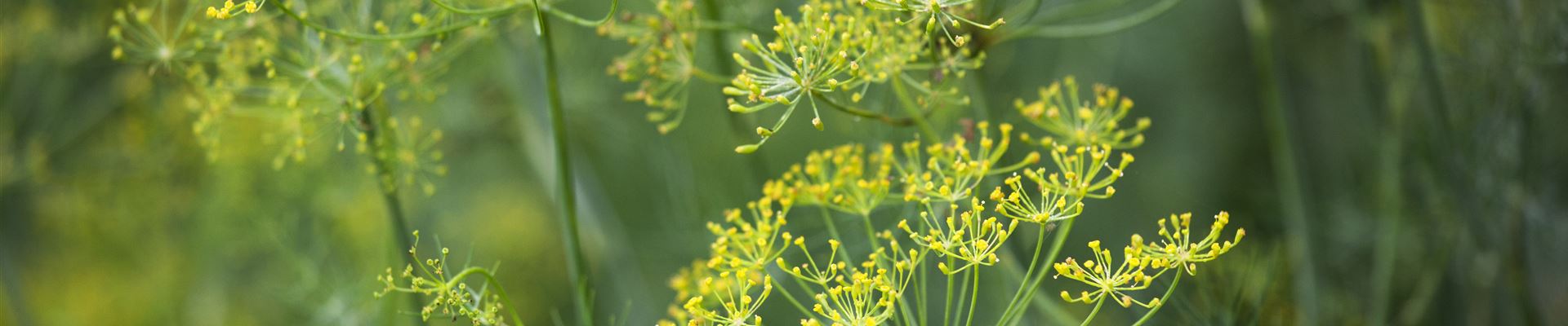 GS443395.jpg GS443395.jpg