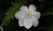 Waldrebe, Clematis