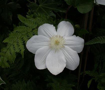 Clematis 'Mevrouw Le Coultre' Clematis 'Mevrouw Le Coultre'