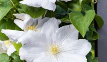 Waldrebe, Clematis