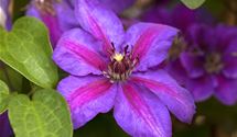 Waldrebe, Clematis