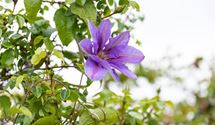 Waldrebe, Clematis