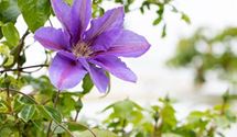 Waldrebe, Clematis